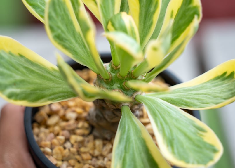 ユーフォルビア ポイゾニー錦 NO.4 | mana's farm:塊根植物・アガベ