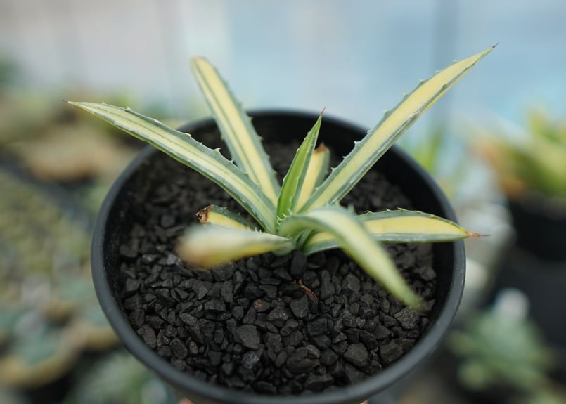 アガベ　マクロアカンサ　‘Merge teeth’ 連棘　曲棘　親サイズ アガベ マクロアカンサ 'Merge teeth' 連棘 曲棘 親サイズ