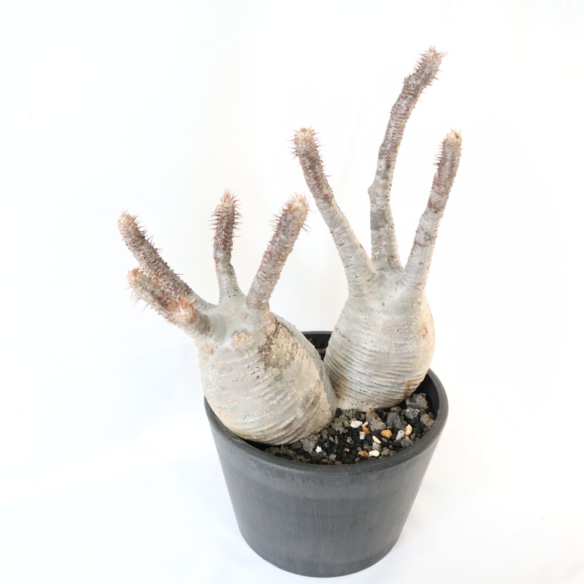 パキポディウム グラキリス 双頭株 №3 | mana's farm:塊根植物