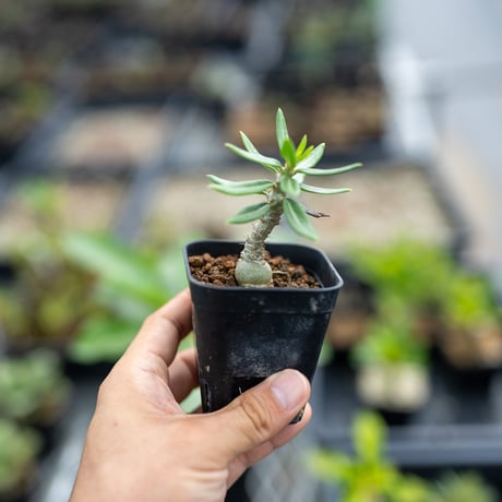 パキポディウム　ビスピノーサム　現地球 植物×鉢】パキポディウム ビスピノーサム 現地級 大株