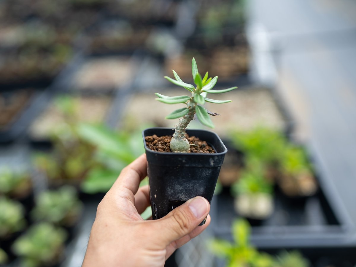 パキポディウム ビスピノーサム 沖縄実生 | mana's farm:塊根植物