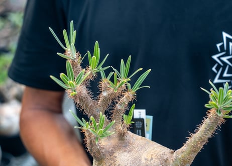 パキポディウム　グラキリス　 Pachypodium Gracilius　No.1