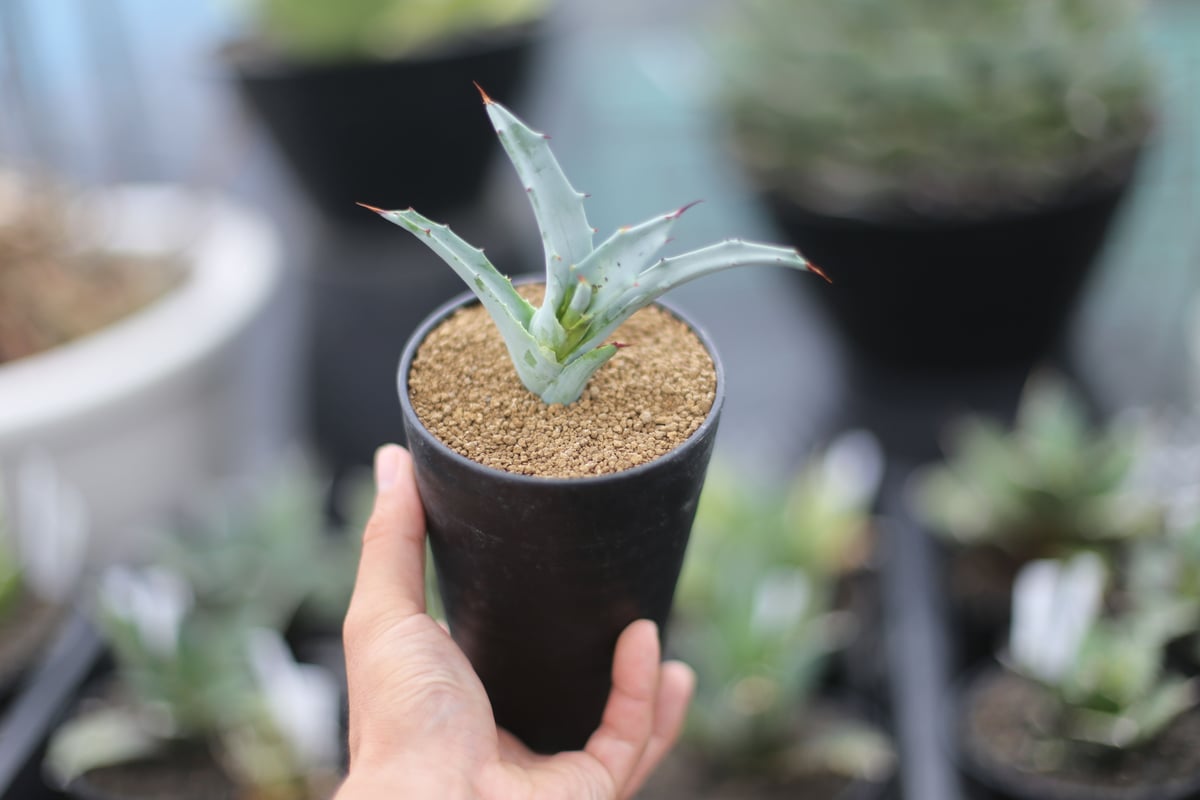 アガベ ソブリア | mana's farm:塊根植物・アガベ・ドライガーデン植物