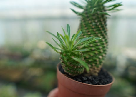 ユーフォルビア　ソテツキリン "パイナップルコーン"　Euphorbia sotetsukirin  No.4