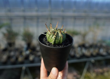 ユーフォルビア　スーパーバリダ　Euphorbia super valida  No.2