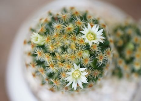 Mammillaria schiedeana