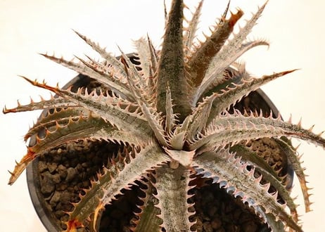 Dyckia (Airzona X ML) X delicataGF F1