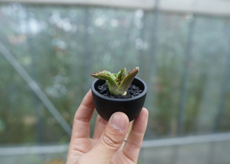 抜き苗】アガベ チタノタ 白鯨 from台湾 Agave titanota White wh