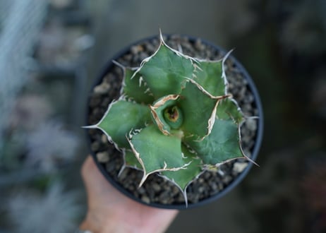 アガベ　チタノタ　FO-76　agave titanota  FO-76  No.10