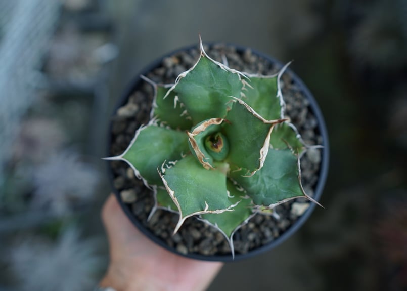 インドネシア産 FO-076 ボール型 コレクション株 アガベ チタノタ FO