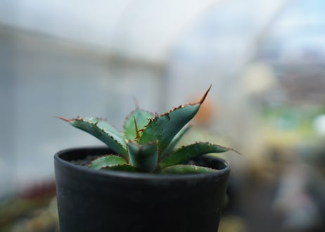 アガベ　チタノタ　 ブラックアンドブルー 　Agave titanota black and blue　No.2