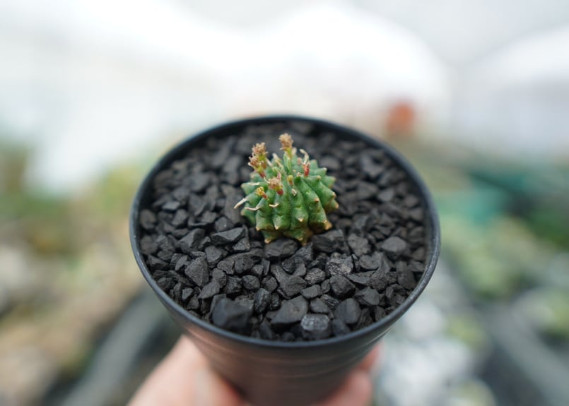 ユーフォルビア 群星冠 Euphorbia Stellispina | mana's farm