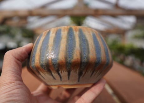 關まどか pot NO.23-1 F