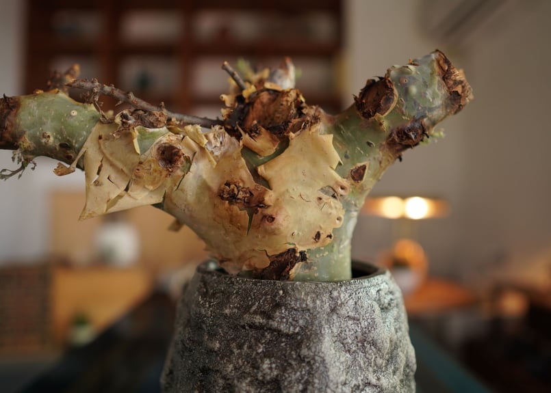 コミフォラ カタフ ターカネンシス Commiphora kataf ver.turkane