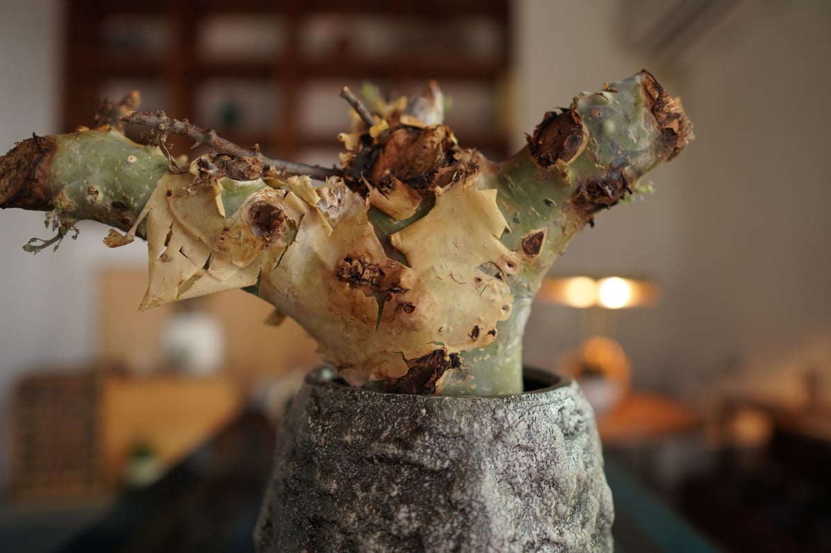 コミフォラ カタフ ターカネンシス Commiphora kataf ver.turkane