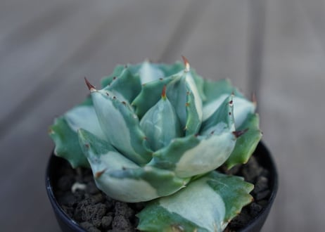 アガベ　王妃雷神錦　白中斑　Agave　“Ohi Raijin Nishiki Shironakahu”