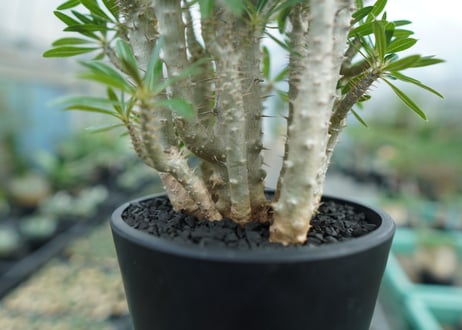パキポディウム　ロスラーツム　Pachypodium rosulatum
