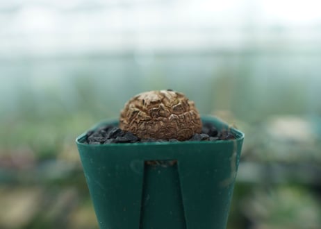亀甲竜　Dioscorea elephantipes　No.2