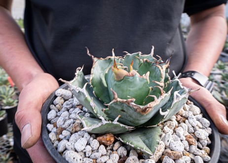 agave titanota　白鯨  ガチムチ選抜株  No.2