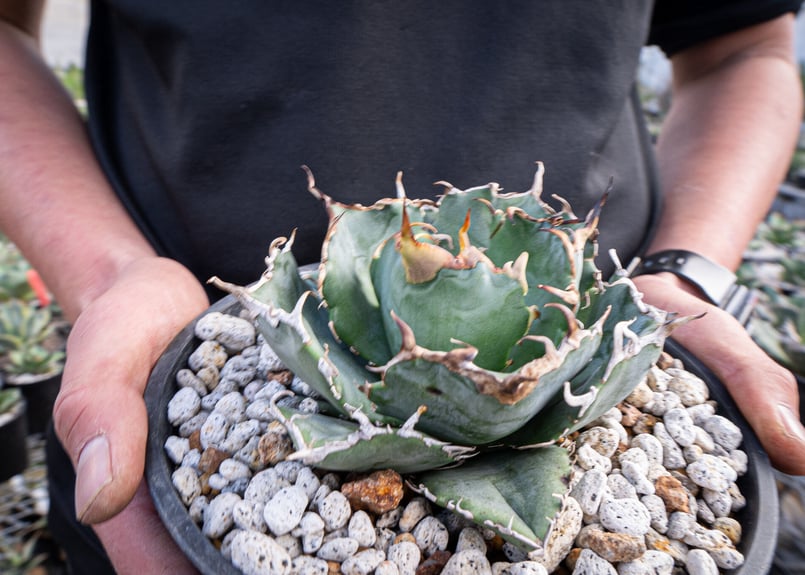agave titanota 白鯨 ガチムチ選抜株 No.2 | mana's farm: