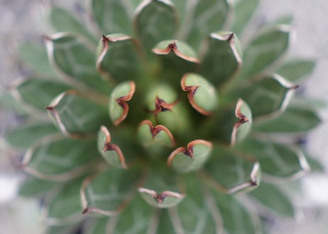 agave formosa '雪嶺'