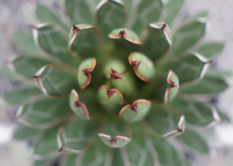 アガベ 雪嶺 アガベ ハイブリッド '雪嶺' Agave hybrid 'Formosa' 台湾