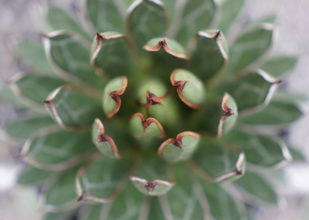 agave formosa '雪嶺' | mana's farm:塊根植物・アガベ・ドライガー