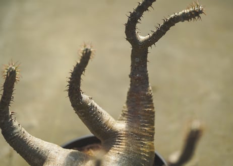 パキポディウム　マカイエンセ