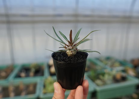 パキポディウム　グラキリス　 Pachypodium Gracilius  No.4