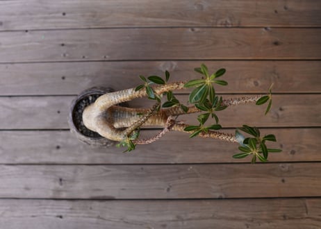 パキポディウム マカイエンセ　Pachypodium makayense