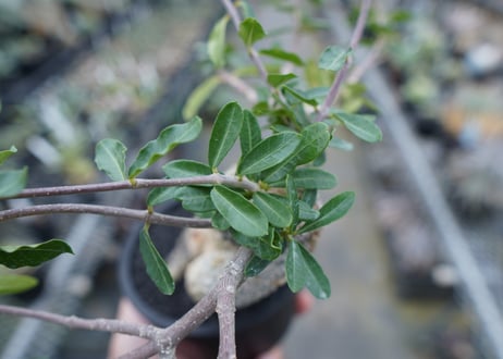 フォッケア　エデュリス　”火星人”　Fockea edulis