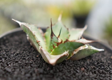 Agave titanota hades No.3