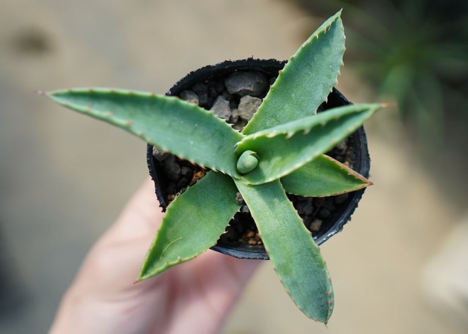 64083808c808a4691eefc1cf