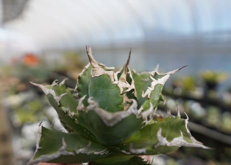 agave titanota ソーラーエクリプス　solareclipse　No.2