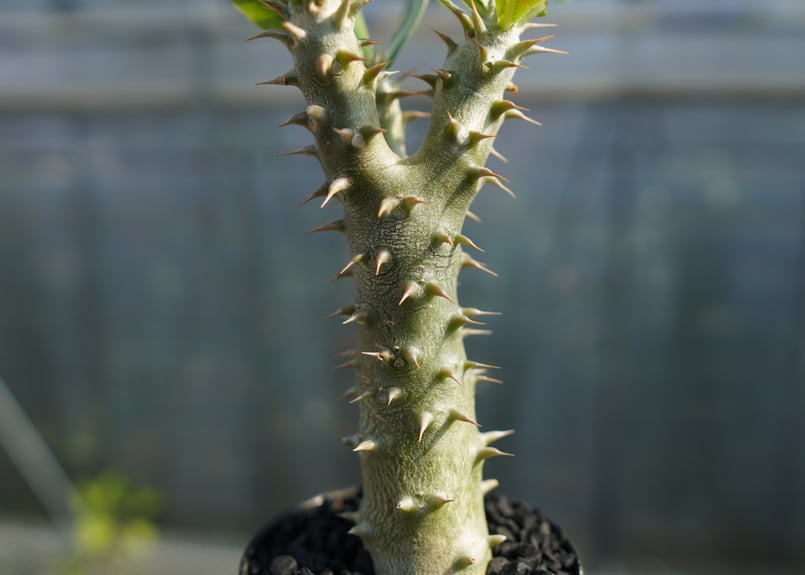 パキポディウム ホロンベンセ Pachypodium horombense | mana's