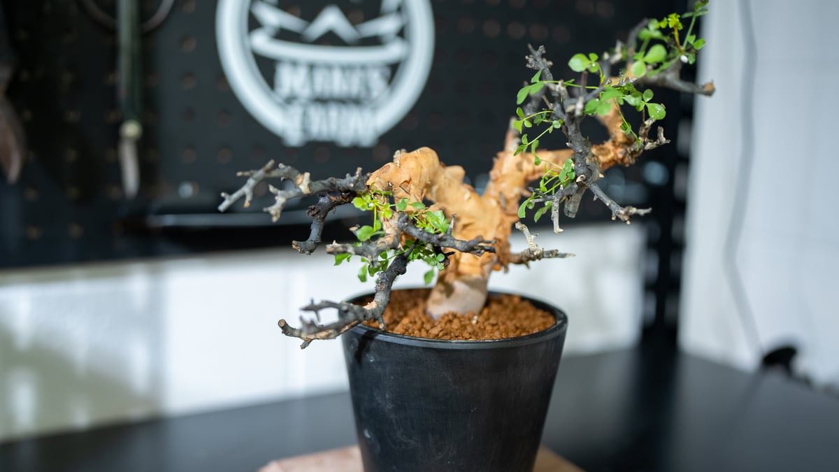 バツ　コミフォラ　カタフ コミフォラ・カタフ | 多肉植物・特別な鉢の販売 | トーキー | TOKY