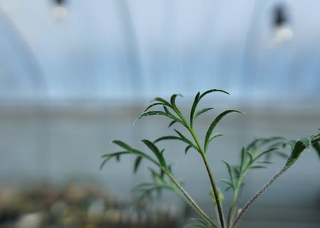 ペラルゴニウム　ビオリフロルム　Pelargonium violiflorum　C13