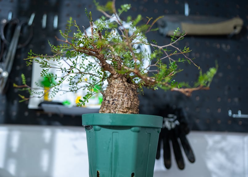 オペルクリカリア パキプス 沖縄で管理後1年 No.1 | mana's