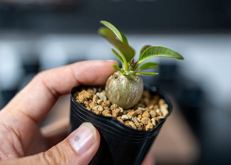 パキポディウム　ウィンゾリー　Pachypodium baronii var. windsorii　沖縄実生