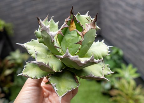 Agave titanota dwarf 姫厳龍 B NO.2