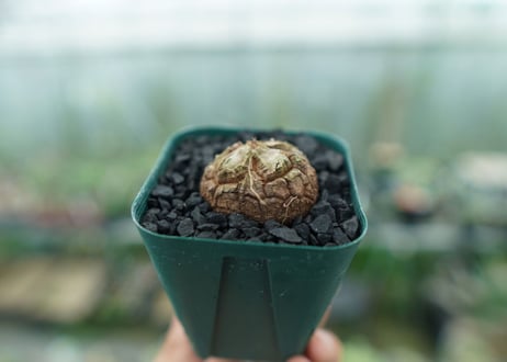 亀甲竜　Dioscorea elephantipes　No.4