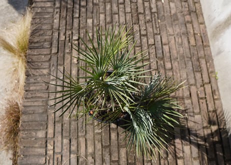チャメロプス　セリフェラ 　Chamaerops humilis var. Cerifera　NO.1