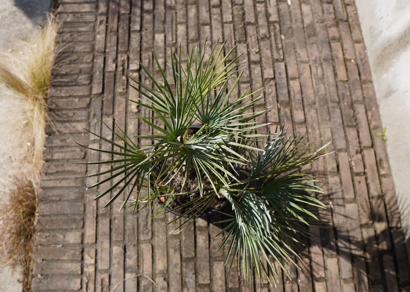 チャメロプス セリフェラ Chamaerops humilis var. Cerifera