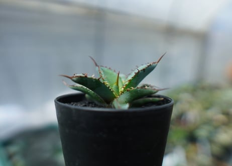 アガベ　チタノタ　 ブラックアンドブルー 　Agave titanota black and blue　No.2