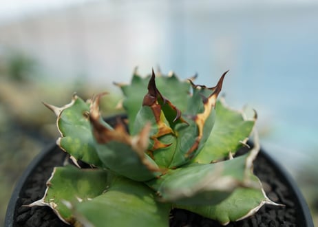 アガベ　チタノタ　姫厳龍　Agave titanota dwarf