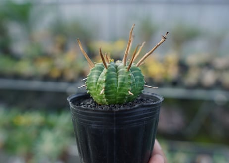 ユーフォルビア　スーパーバリダ　Euphorbia super valida  No.3