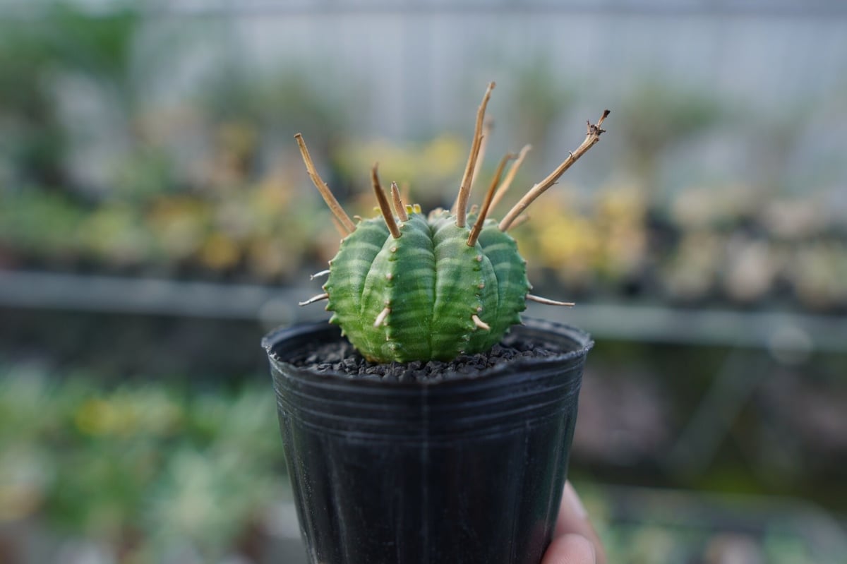 ブラックバリダ×スーパーバリダ　親株　③ ユーフォルビア スーパーバリダ Euphorbia super valida No.3 |