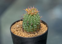 アガベ チタノタ オテロイ 子株 | mana's green:塊根植物販売 アガベ チタノタ オテロイ 子株 | mana's green:塊根植物販売