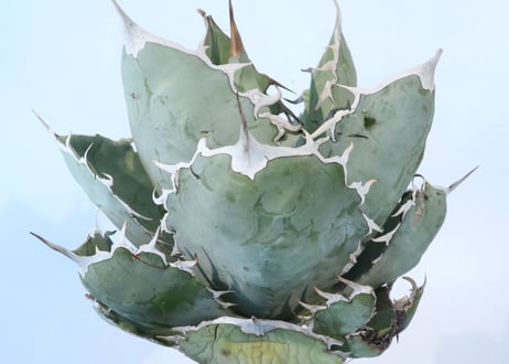 Agave titanota 'White Ice'
