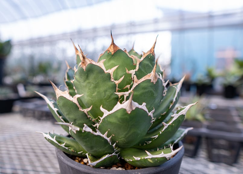 アガベ チタノタ ファイアーマウンテン 標本株 | mana's farm:塊根植物
